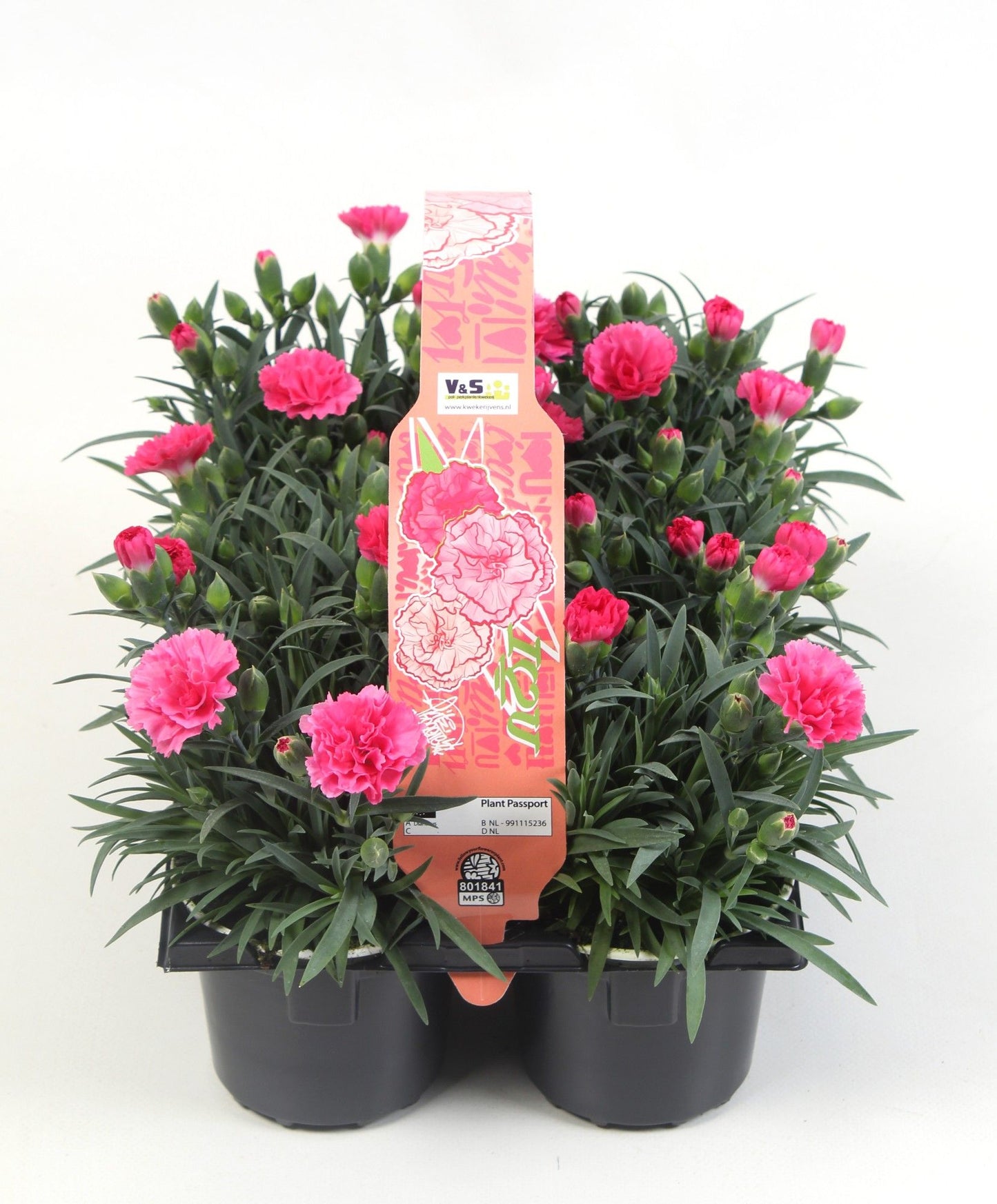 Dianthus I Love U 6-pack 15cm 9cm Pot