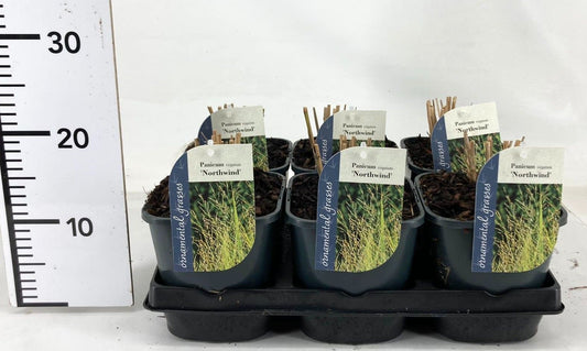 Panicum North Wind 15cm 17cm Pot