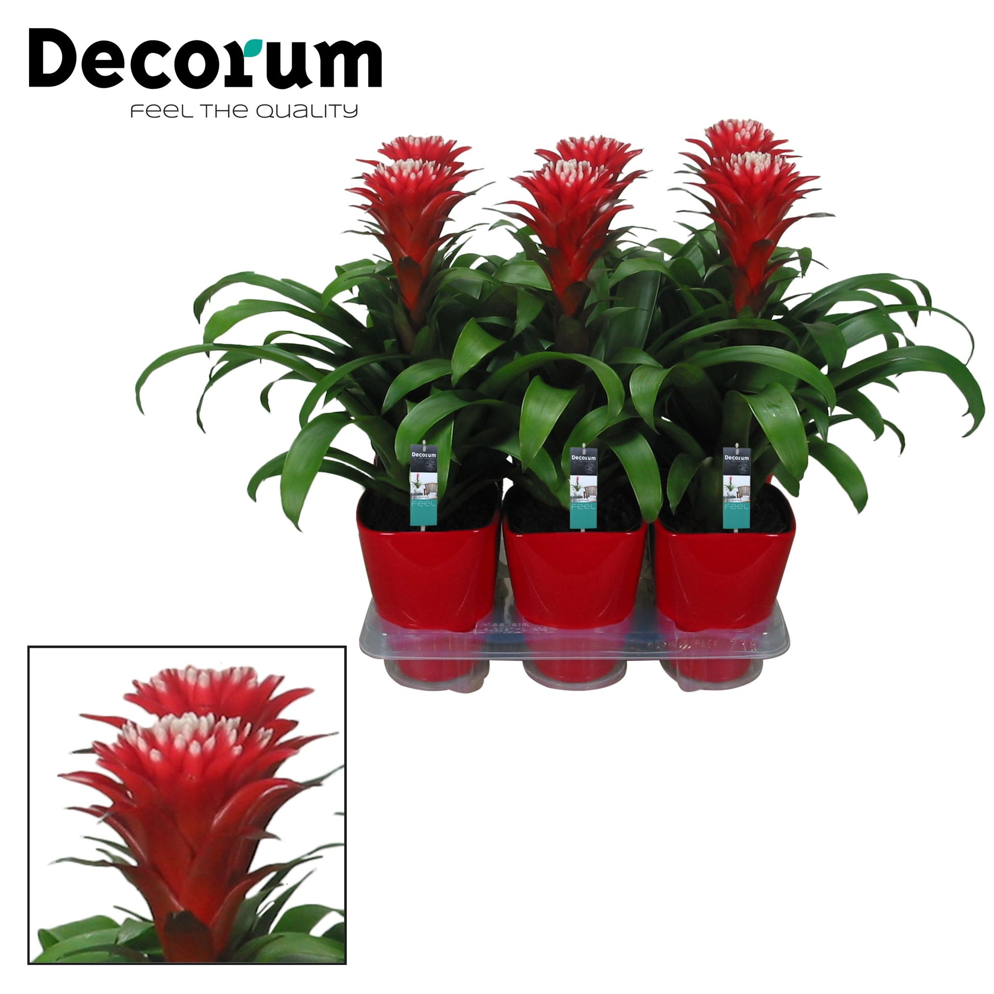 Guzmania Hope (+ drp.ceramic) 45cm 14cm Pot