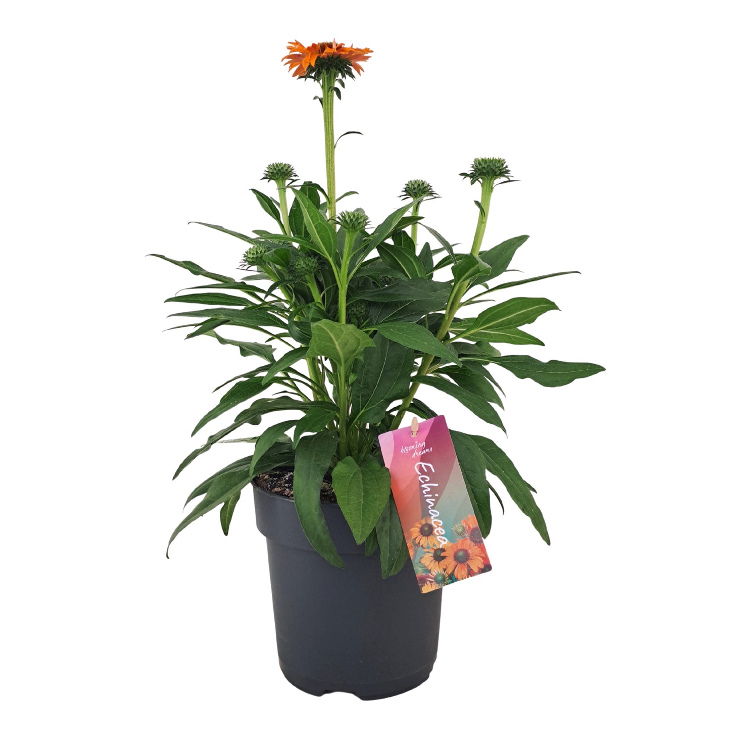 Echinacea Sunseekers Mineola 40cm 17cm Pot