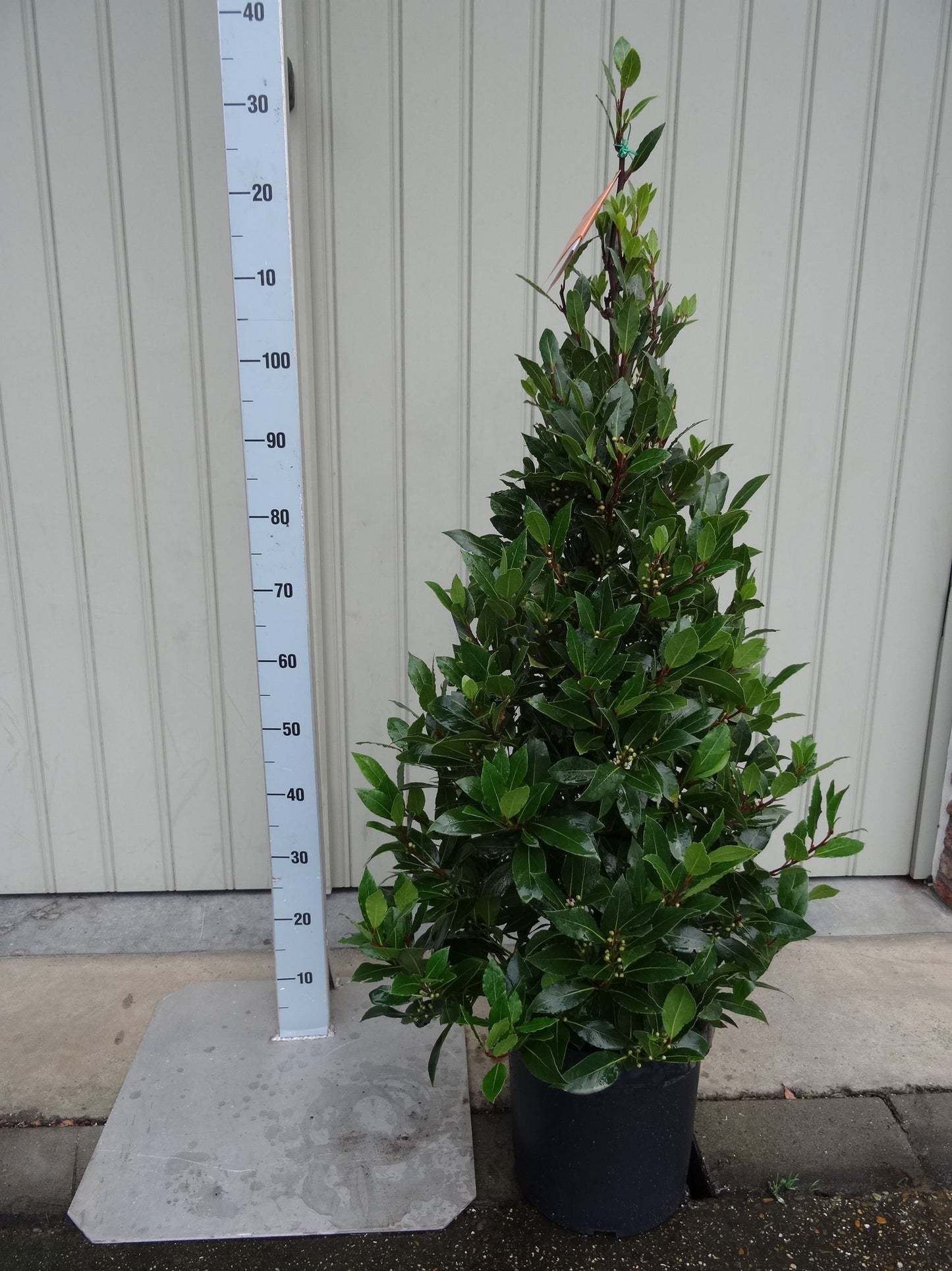 Laurus nobilis pyramid 130cm 25cm Pot