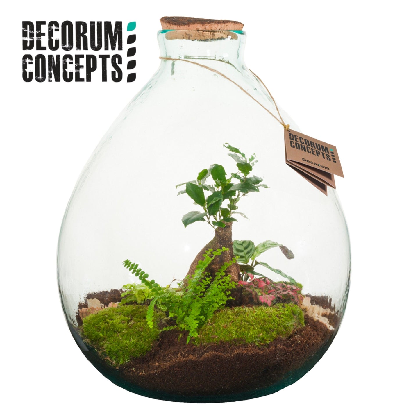 arr. Terrarium Galaxy medium GCGM 36cm Pot