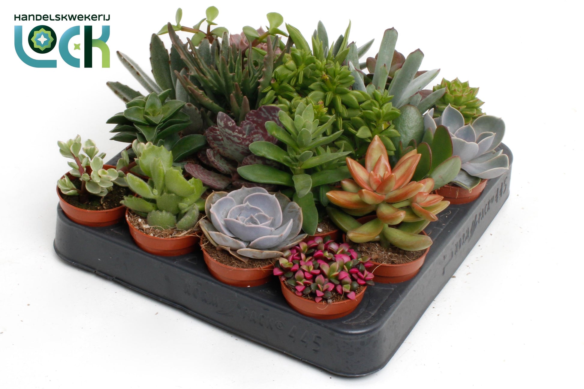 Succulenten mix 10cm 505cm Pot