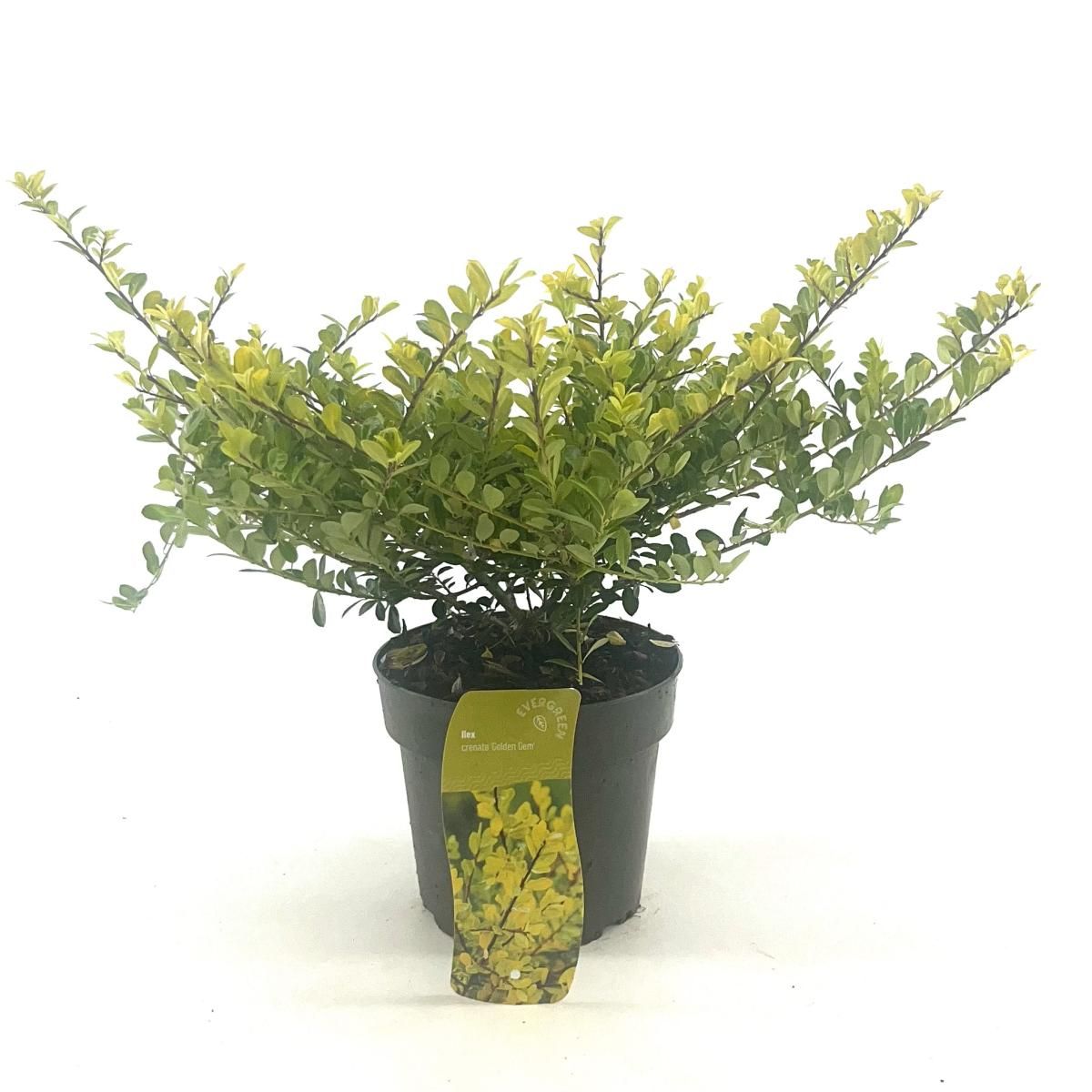 Ilex cren. Golden Gem 35cm 17cm Pot
