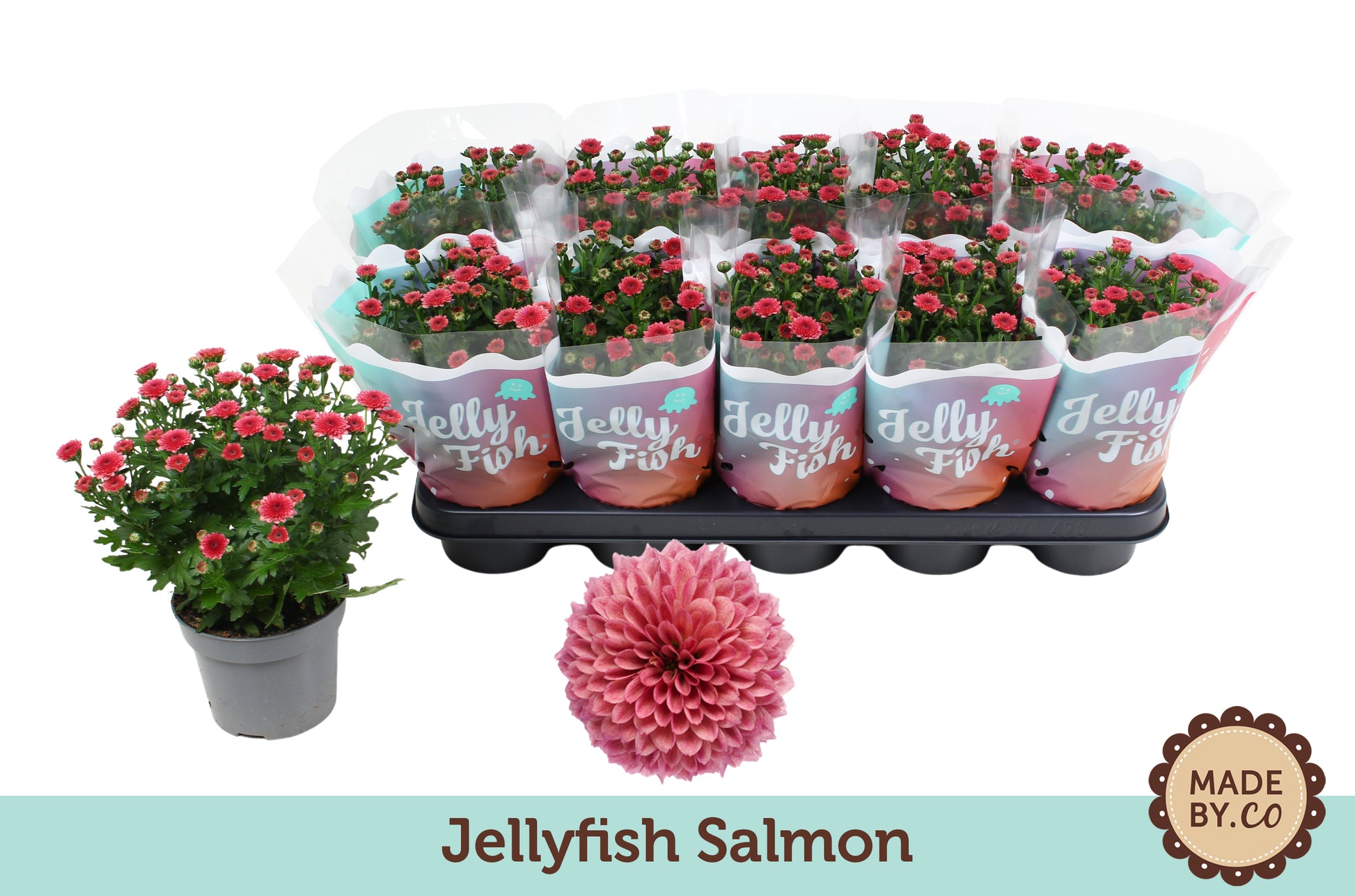 Chrysanthemum Jellyfish Coral 25cm 12cm Pot