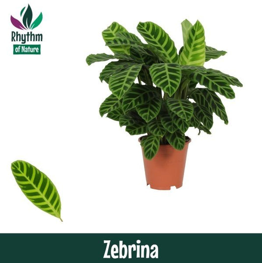Calathea zebrina 80cm 19cm Pot