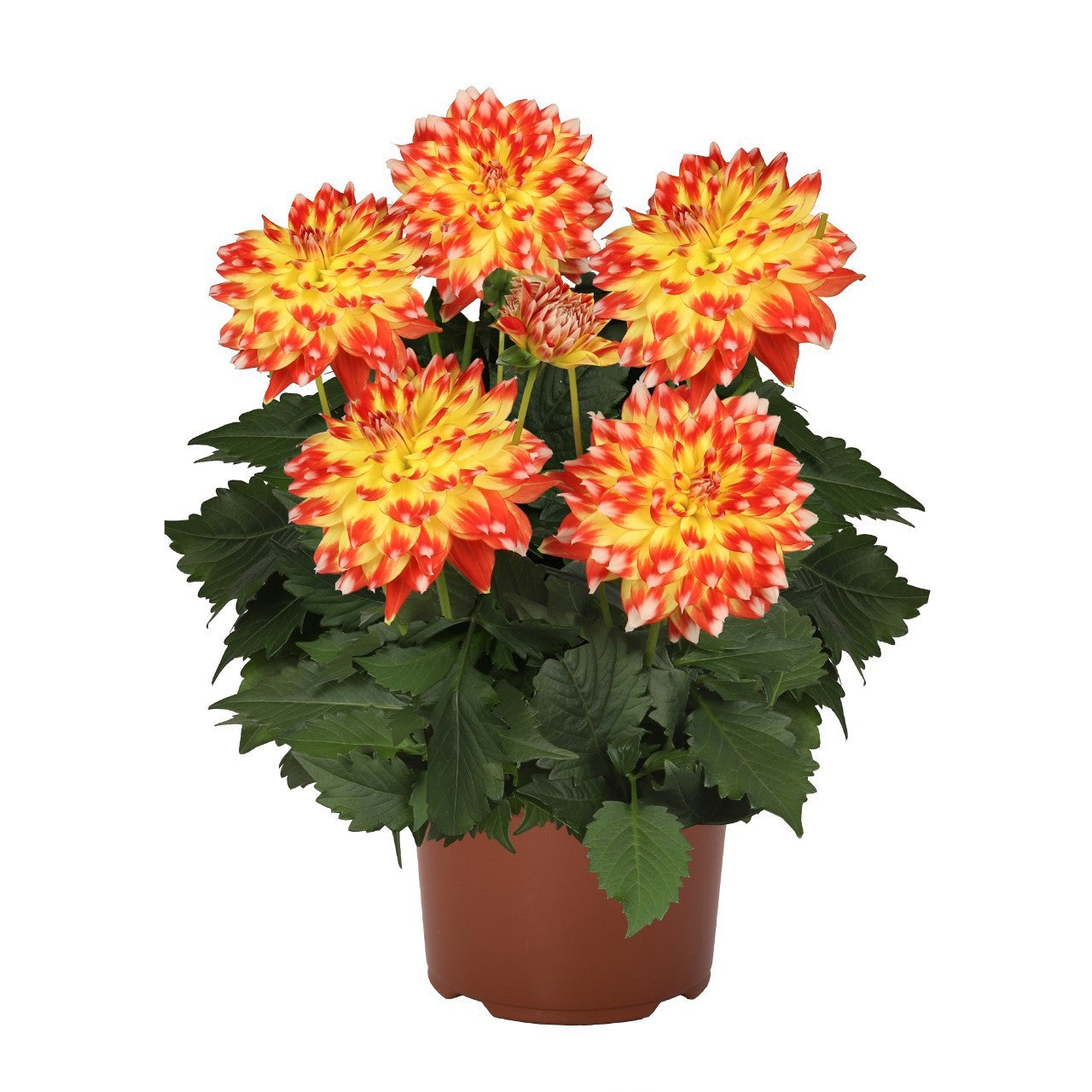Dahlia Hypnotica Candy Corn 40cm 17cm Pot