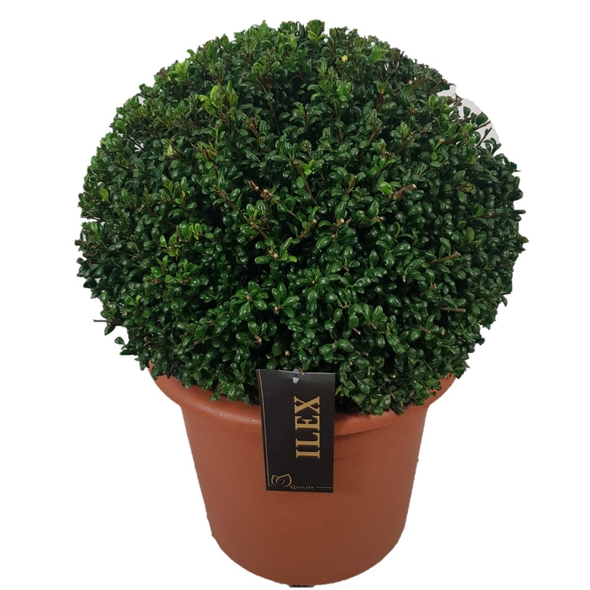 Ilex cren. Convexa 45cm 30cm Pot
