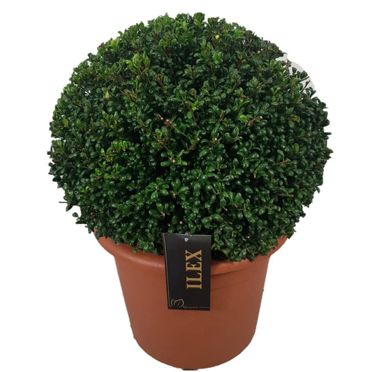 Ilex cren. Convexa 45cm 30cm Pot