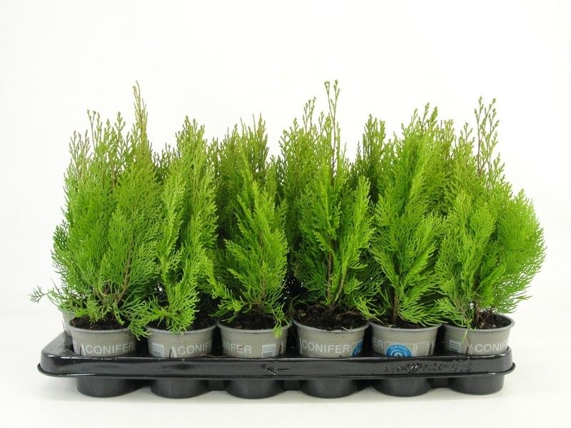 Platycladus or. Pyramidalis Aurea 15cm 9cm Pot