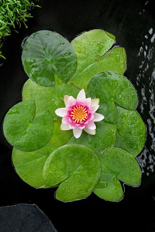 Nymphaea Attraction 30cm 18cm Pot