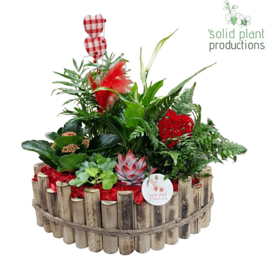 arr. Kamerplanten HVSC006RED 40cm 35cm Pot