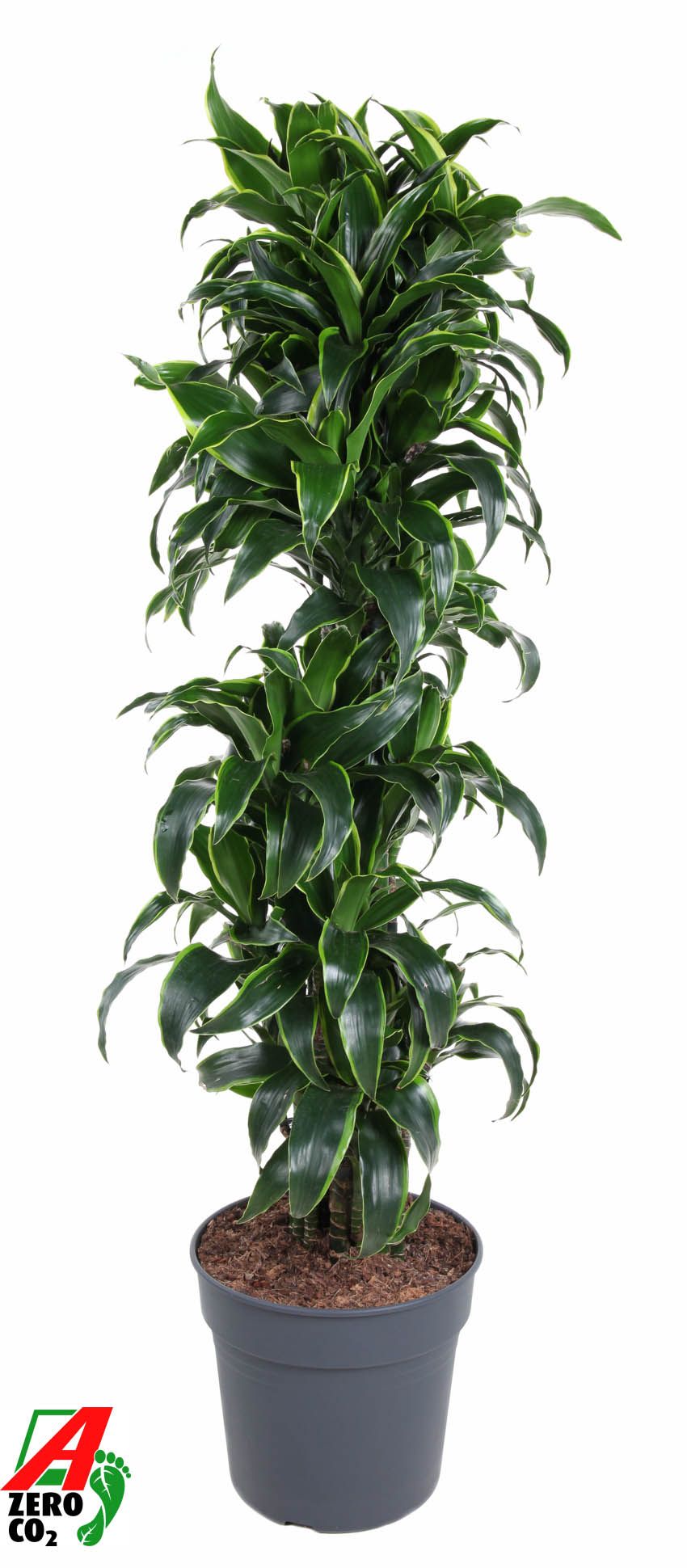 Dracaena fragrans Dorado branched 170cm 34cm Pot