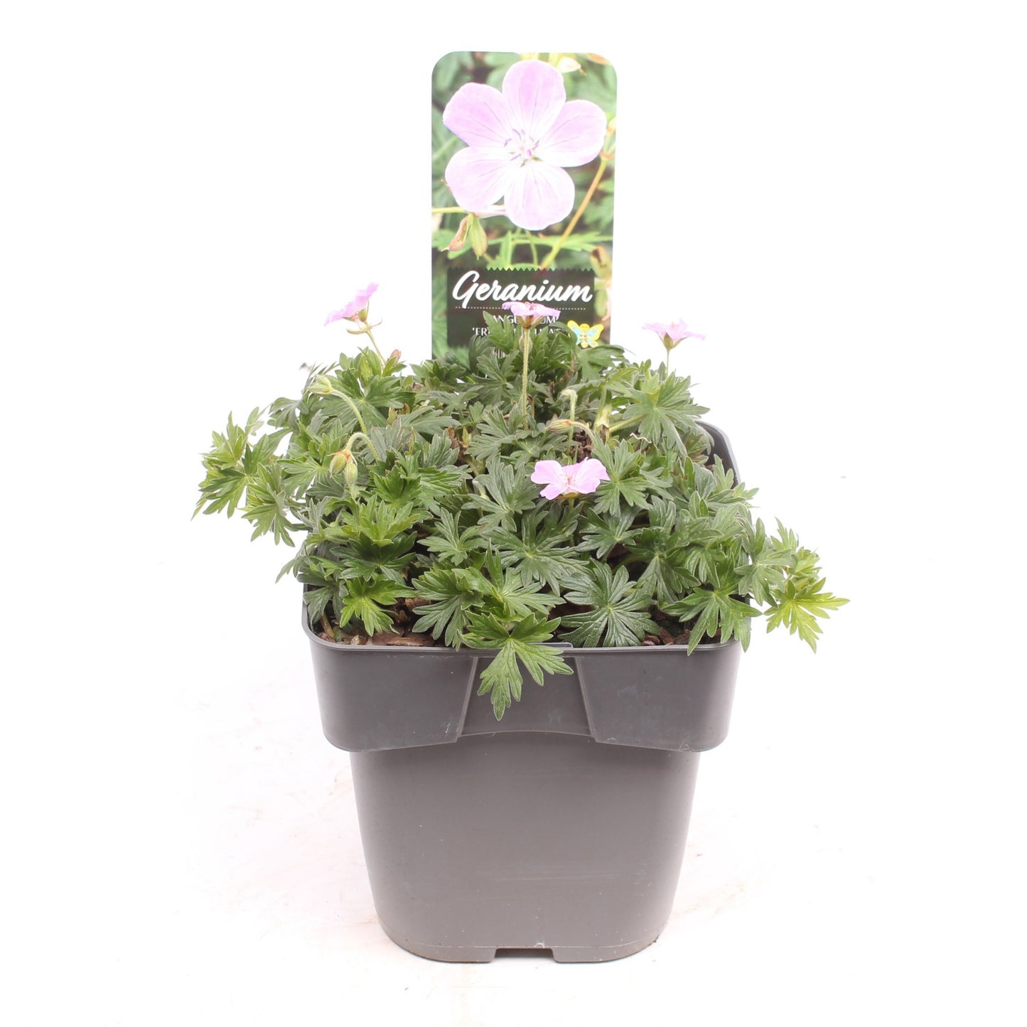 Geranium sanguineum 25cm 17cm Pot