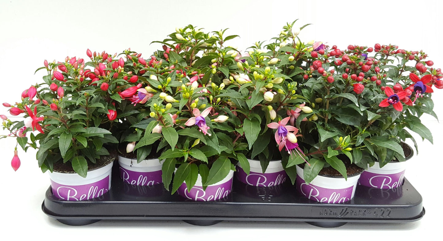 Fuchsia Bella mix 20cm 10cm Pot
