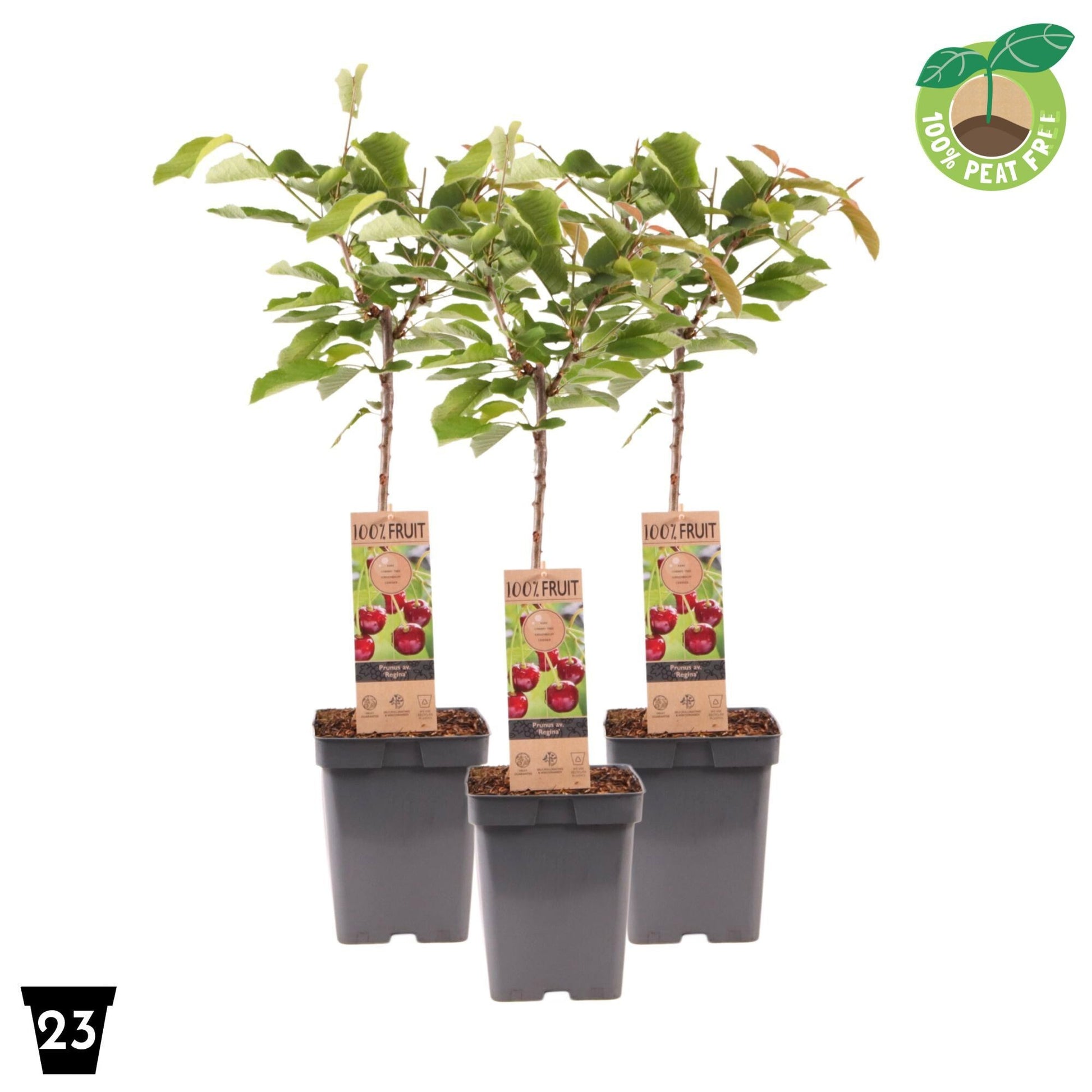Prunus avium 90cm 23cm Pot