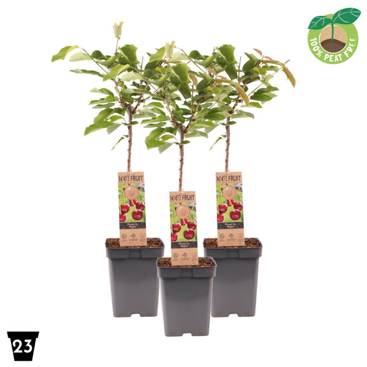 Prunus avium 90cm 23cm Pot