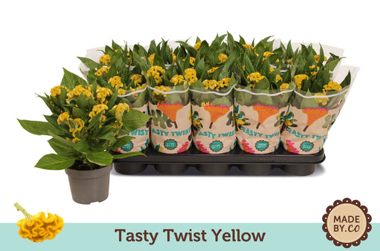 Celosia Twisted Yellow 30cm 12cm Pot