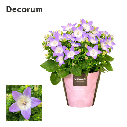 Campanula Berlin Bicolor 20cm 11cm Pot