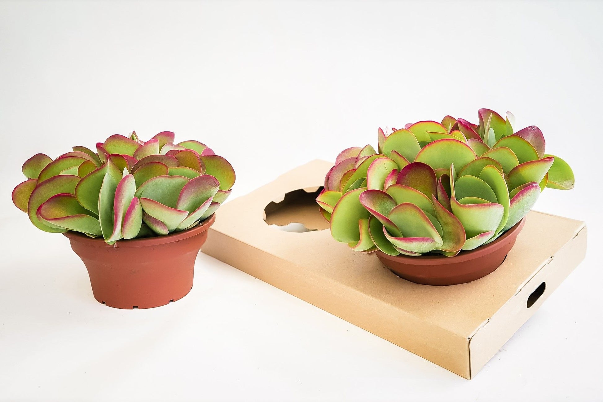 Kalanchoe thyrsiflora 27cm 22cm Pot