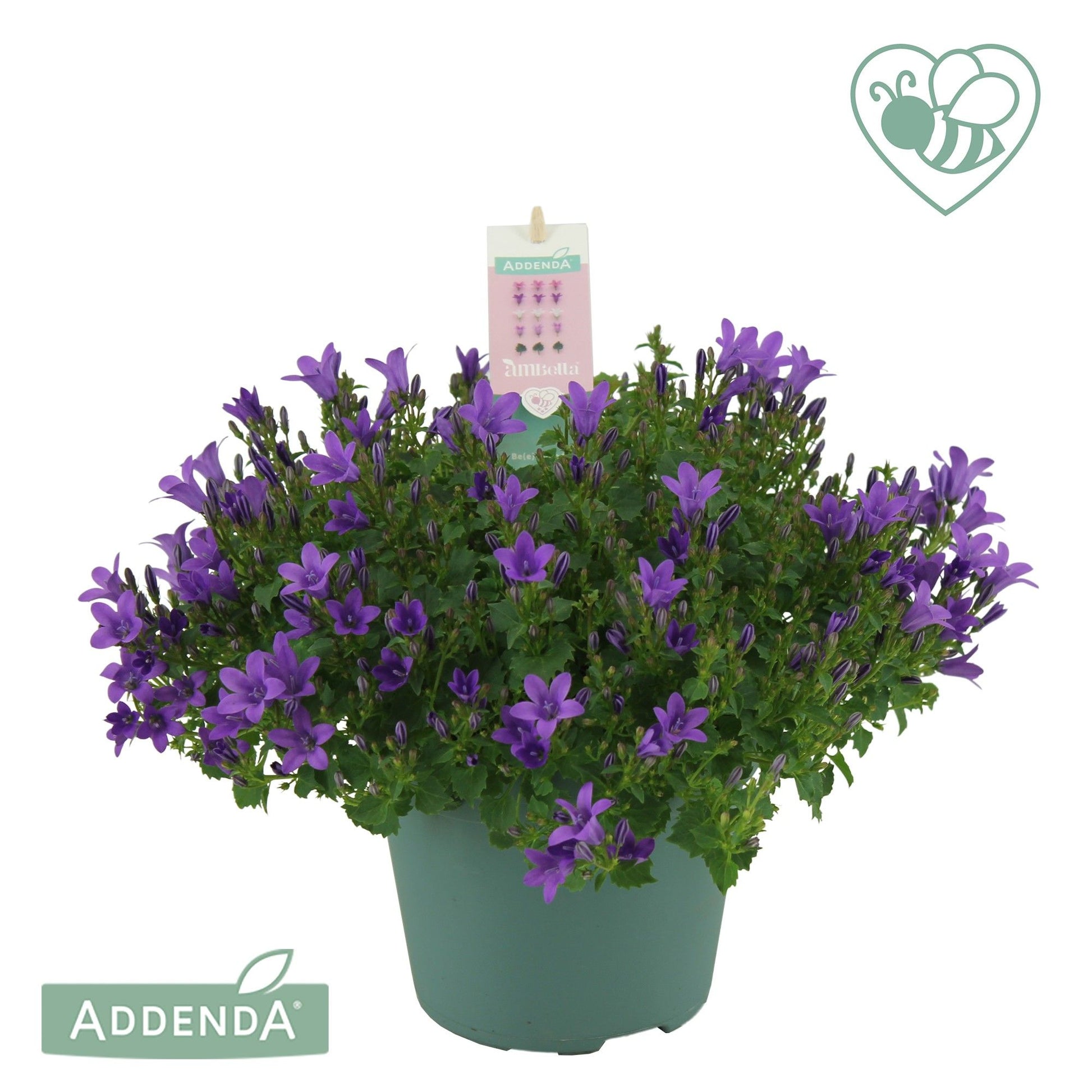 Campanula Ambella Intense Purple 30cm 15cm Pot