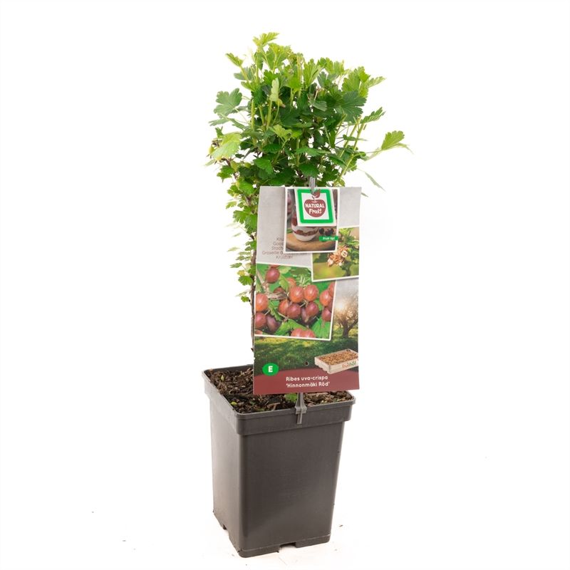 Ribes ("Gooseberry") Hinnonmaki Red 60cm 18cm Pot