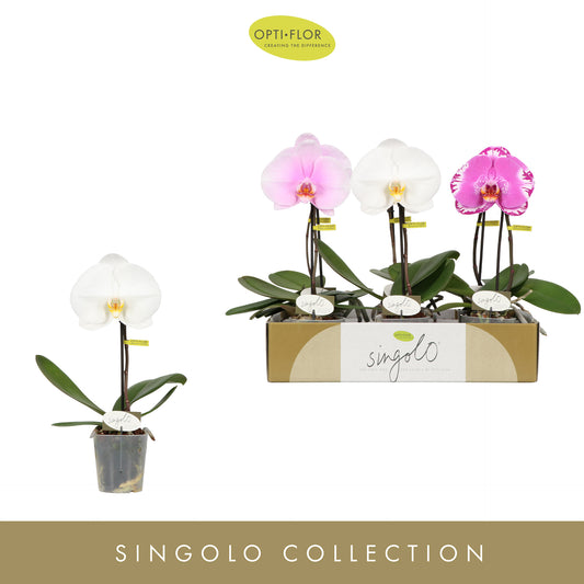 Phalaenopsis Singolo mix 40cm 9cm Pot