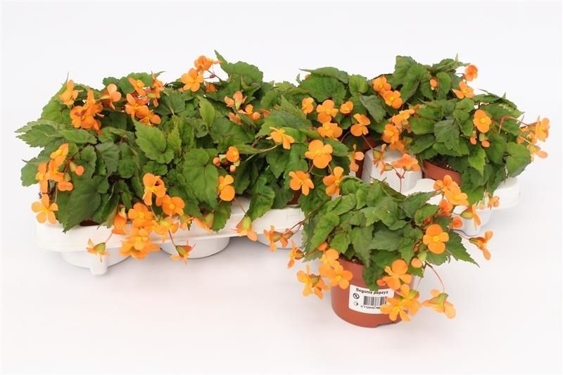 Begonia sut. Papaya 17cm 510cm Pot