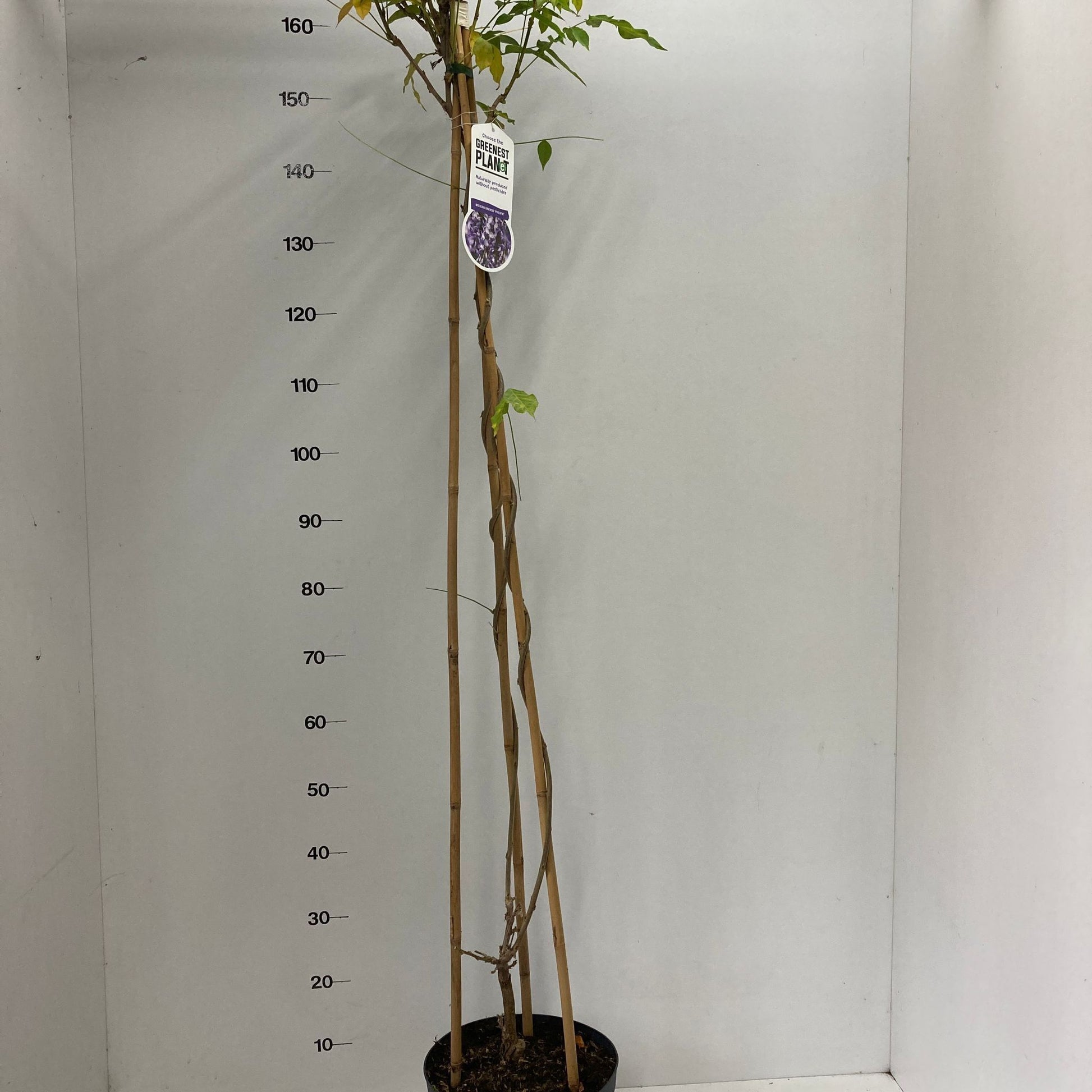 Wisteria sin. Prolific 150cm 26cm Pot