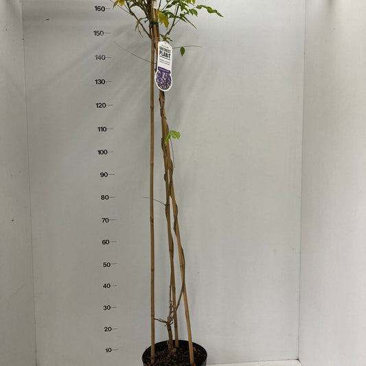 Wisteria sin. Prolific 150cm 26cm Pot