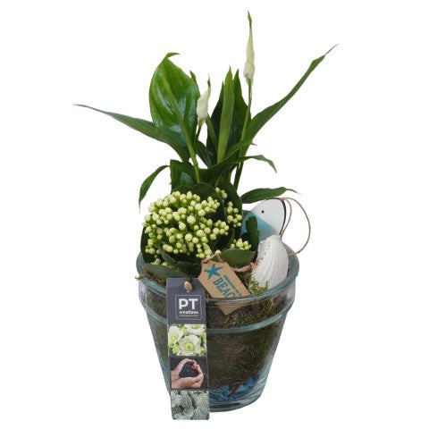 PTSUT8905 Arrangementen kamerplanten 33cm 13cm Pot