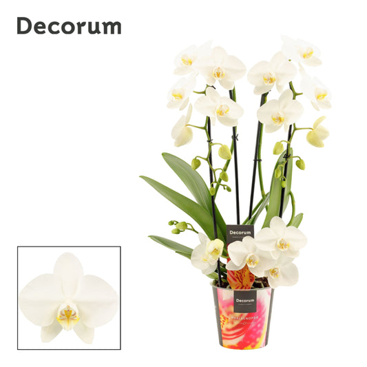 Phalaenopsis Tropic Snowball twirl 50cm 12cm Pot