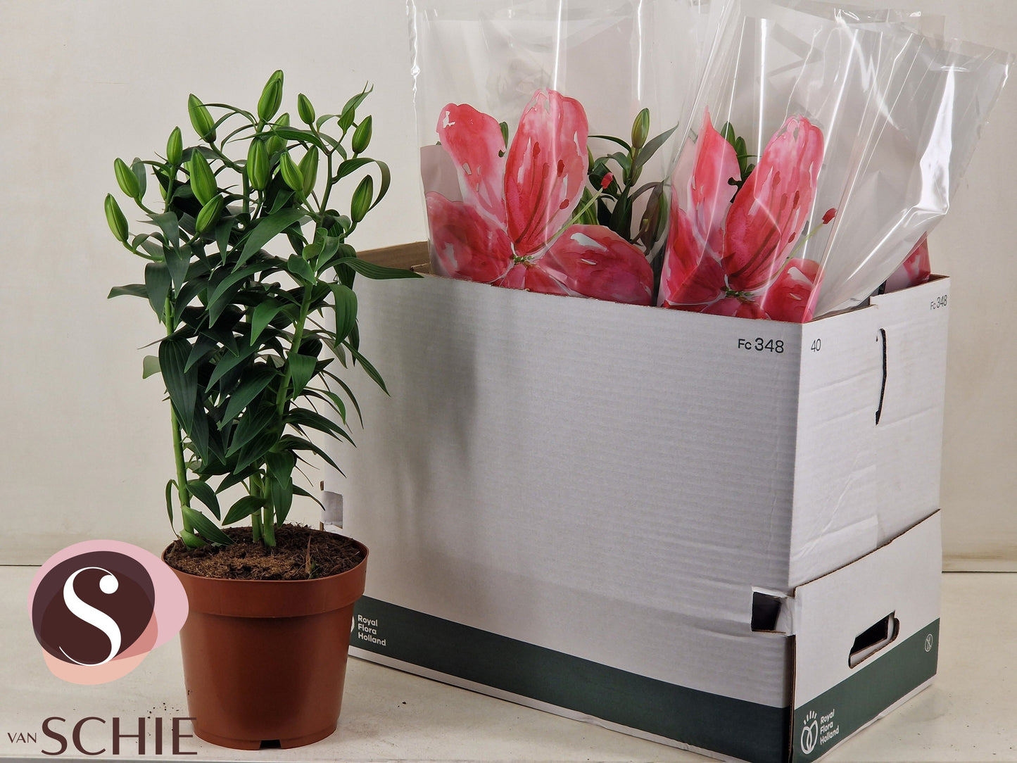 Lilium Roselily Kyra 60cm 19cm Pot