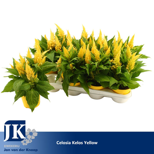 Celosia Kelos Fire Yellow 30cm 12cm Pot