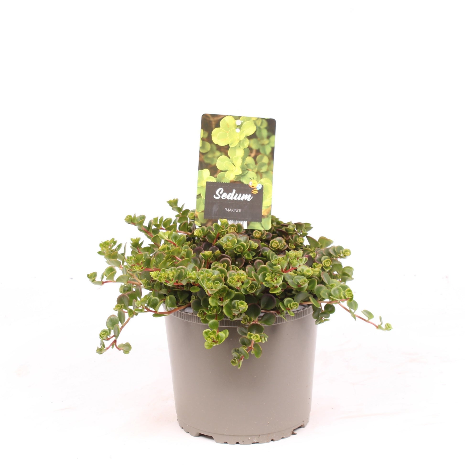 Sedum makinoi 25cm 19cm Pot