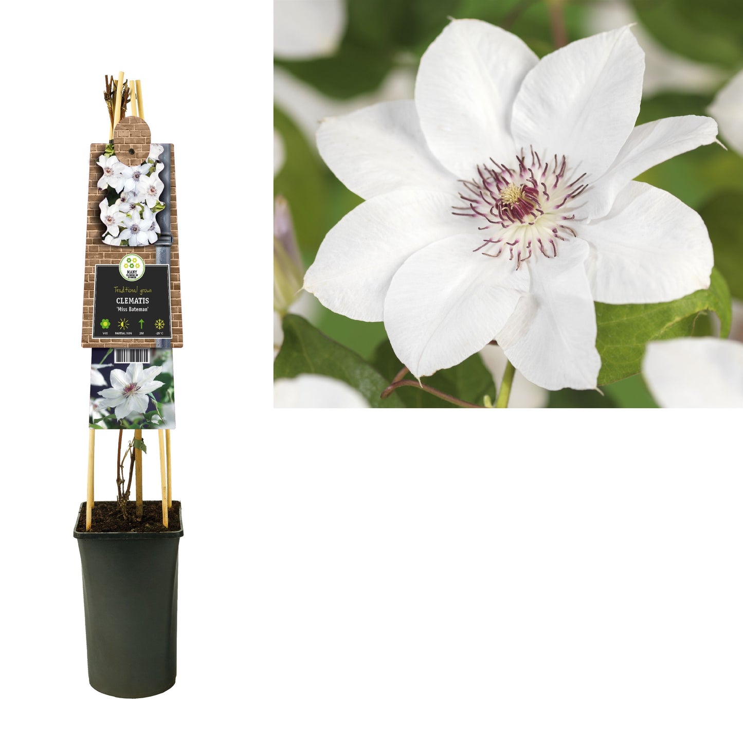 Clematis pat. Miss Bateman 75cm 17cm Pot