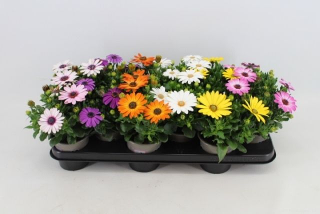 Osteospermum mix 22cm 11cm Pot