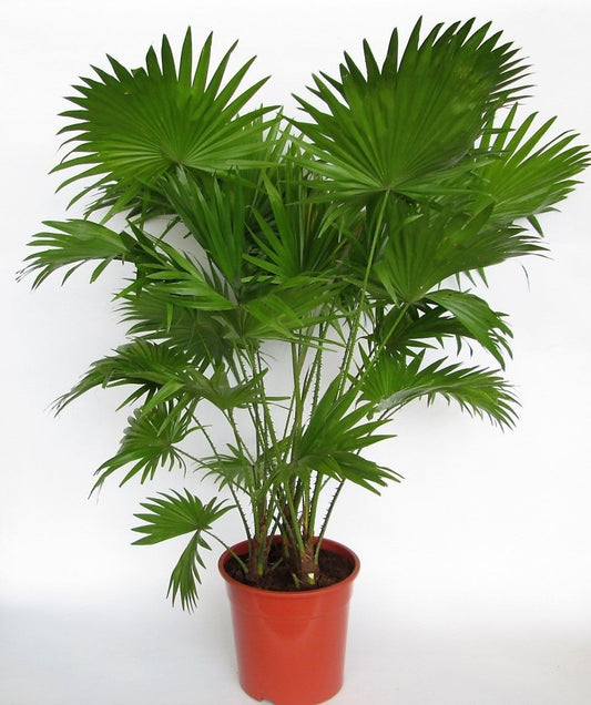 Livistona rotundifolia 100cm 24cm Pot