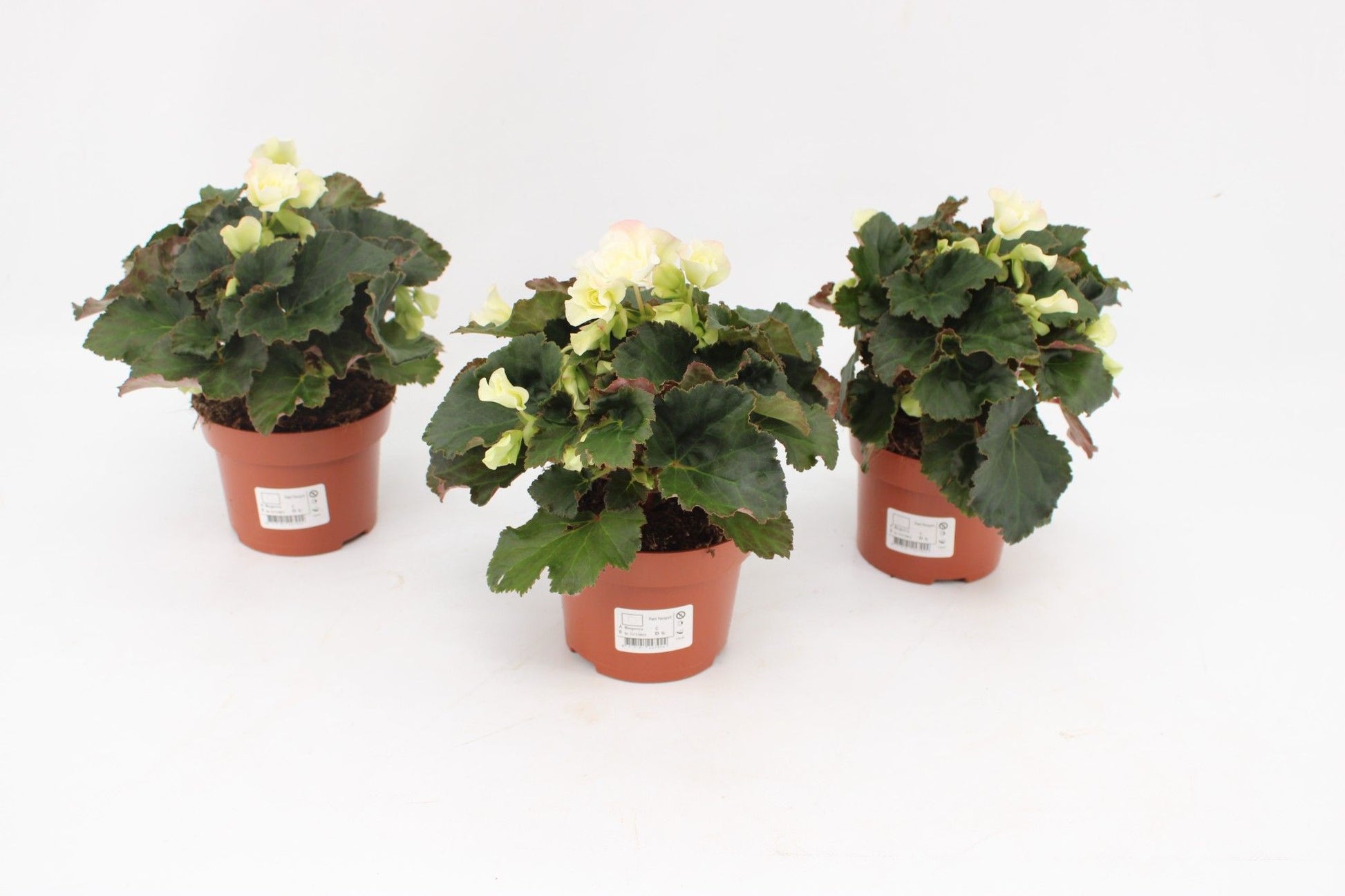 Begonia Glory White outdoor 25cm 13cm Pot