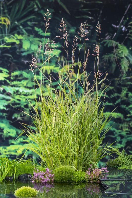 Phragmites australis 20cm 9cm Pot