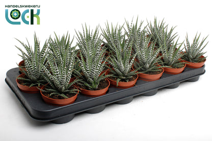 Haworthia Big Band 10cm 8.5cm Pot