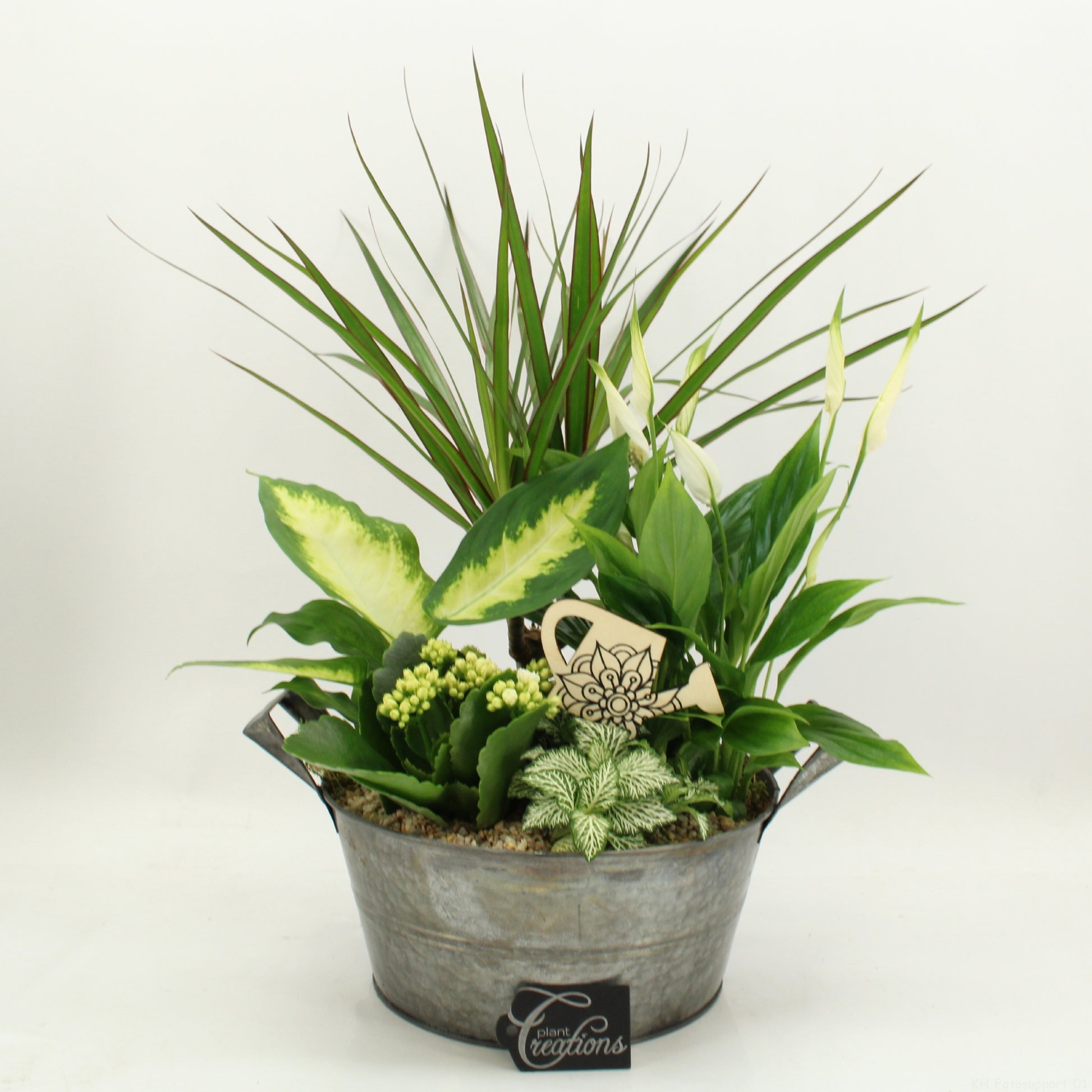 arr. Kamerplanten FDCR-2615W 50cm 23cm Pot