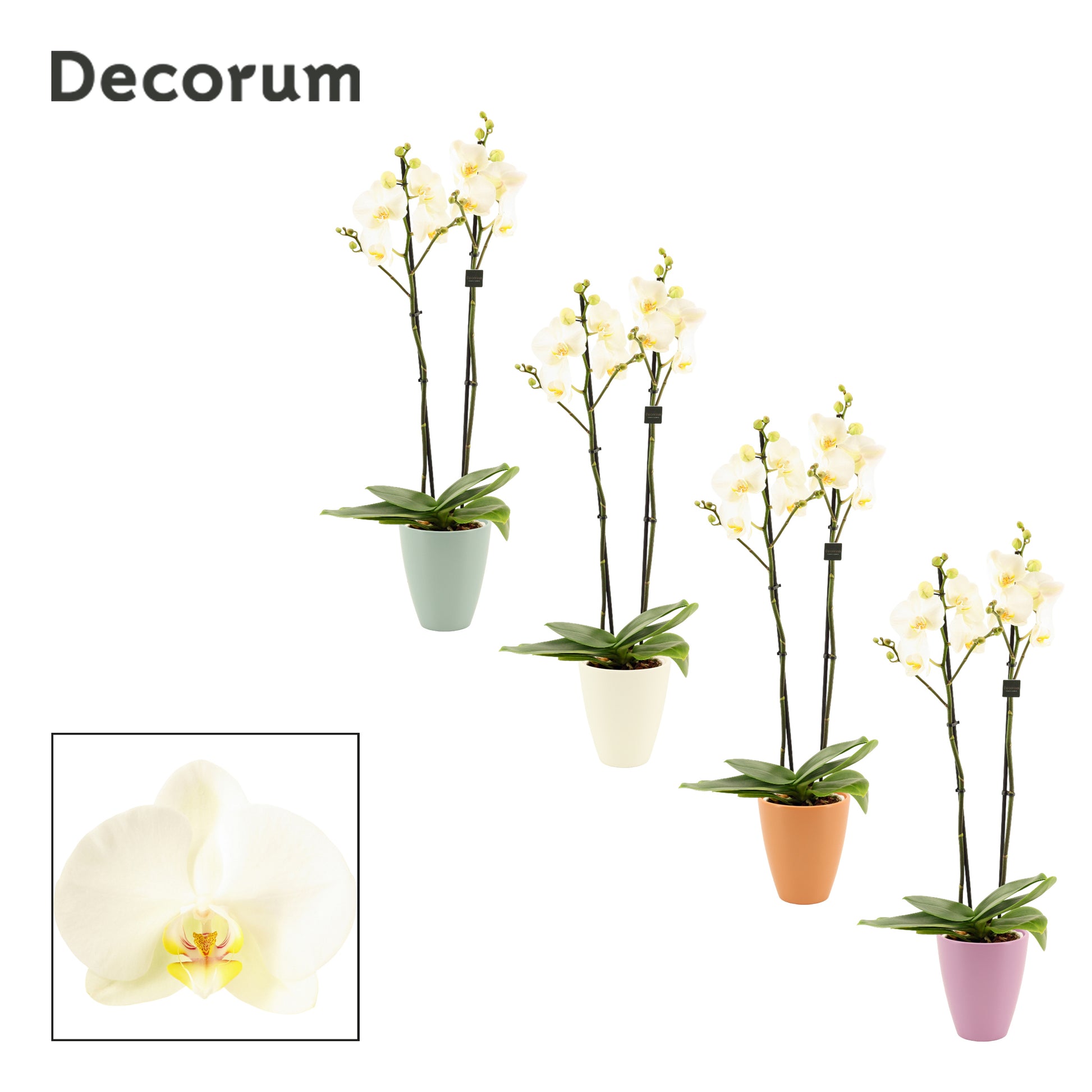 Phalaenopsis white (+ drp.Carly) 60cm 12cm Pot