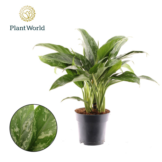 Aglaonema Green Lady 55cm 17cm Pot