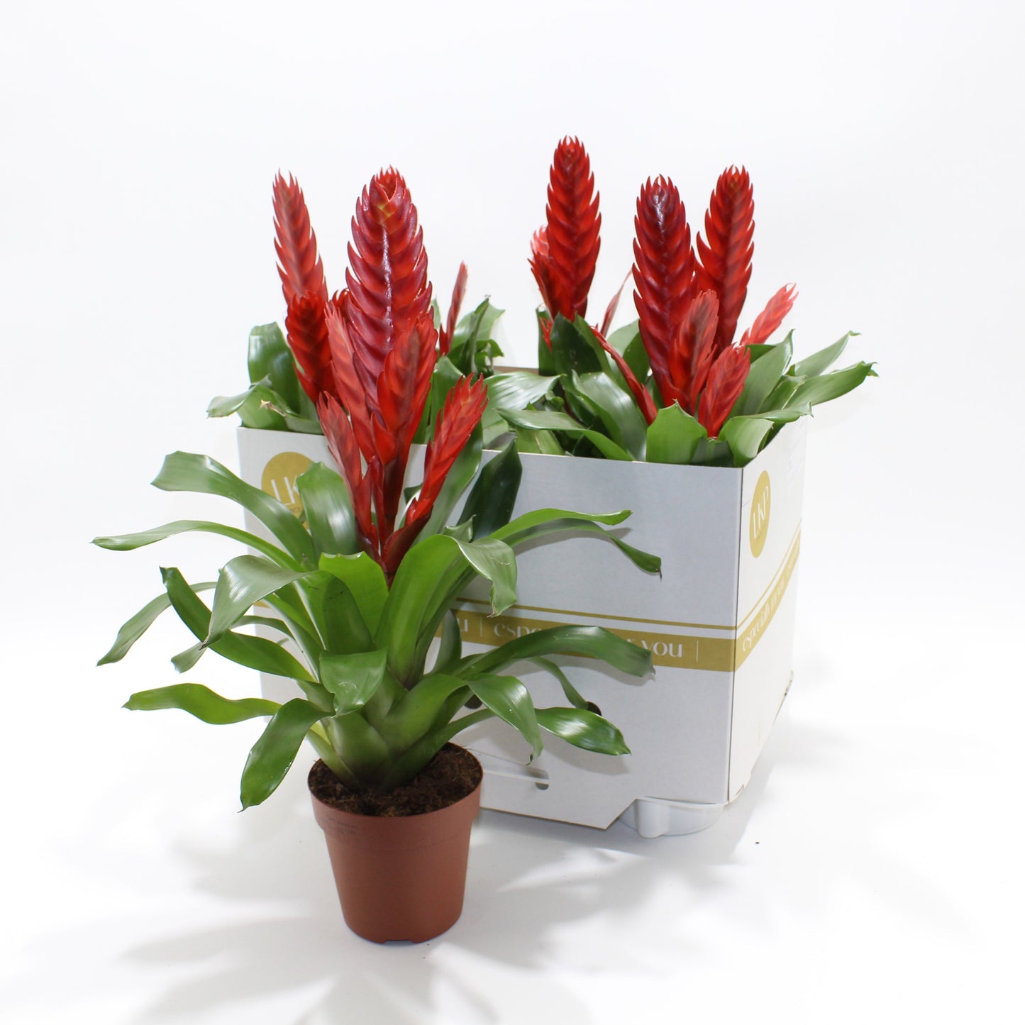 Vriesea Style 52cm 12cm Pot
