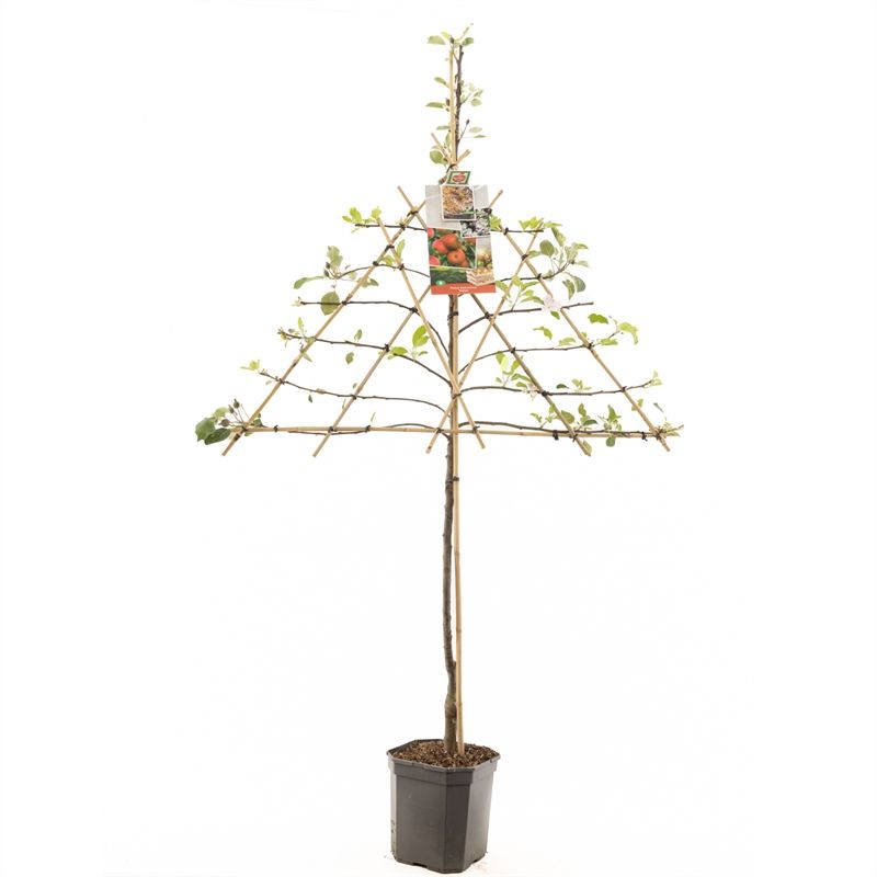 Malus domestica Elstar espalier 160cm 24cm Pot
