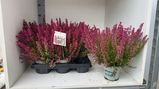 Erica gr. Heidi's Bella 25cm 12cm Pot