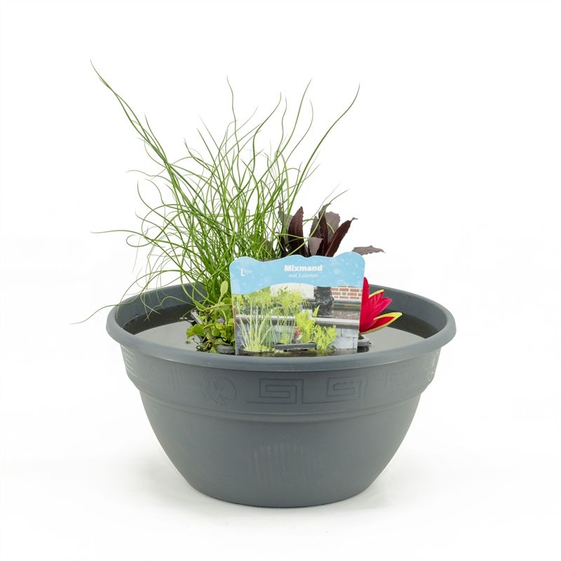 Water plant arrangement in grey terrace pot 35cm 40cm Pot