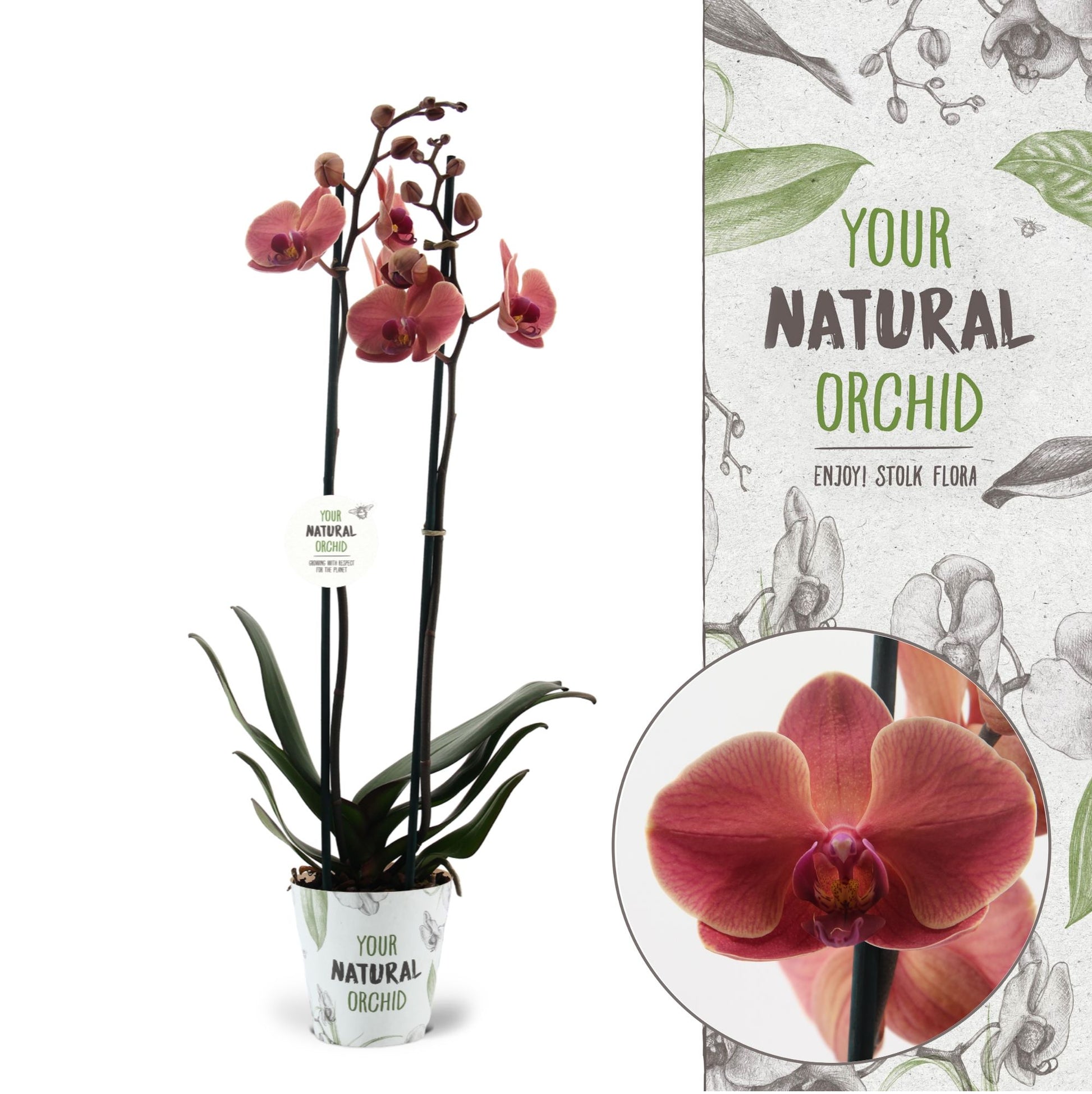 Phalaenopsis Narbonne 65cm 12cm Pot