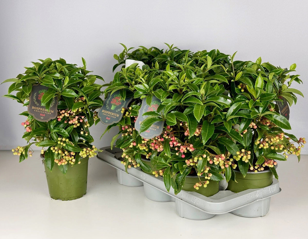Ardisia Premium Red 35cm 14cm Pot